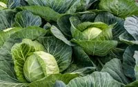 The price of cabbage will increase significantly due to poor harvest