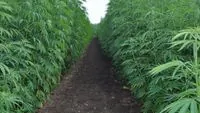 Moldova allowed farmers to grow industrial hemp: what you need to know