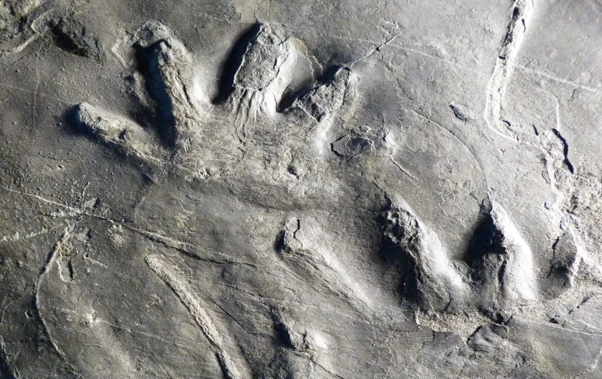 Unique 280 million-year-old fossils found in Italy