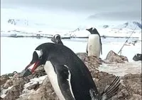 Why penguins steal pebbles: Ukrainian polar explorers show a cute and informative video