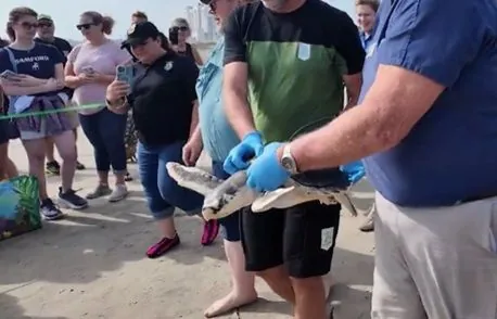 Rare turtle rescued 8000 kilometers from its home