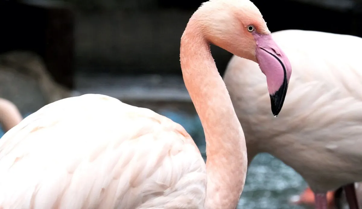 The pink flamingos of the Kyiv Zoo moved to the winter residence for rest