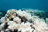 Parts of the Great Barrier Reef are dying at a record rate - researchers