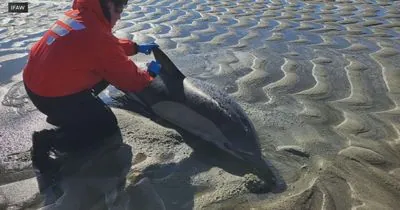 Record number of dolphins wash ashore on Cape Cod: what's going on