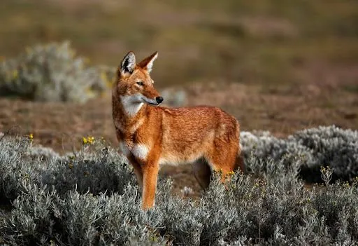 Ethiopian wolves: nectar-eating predators and pollinators of plants