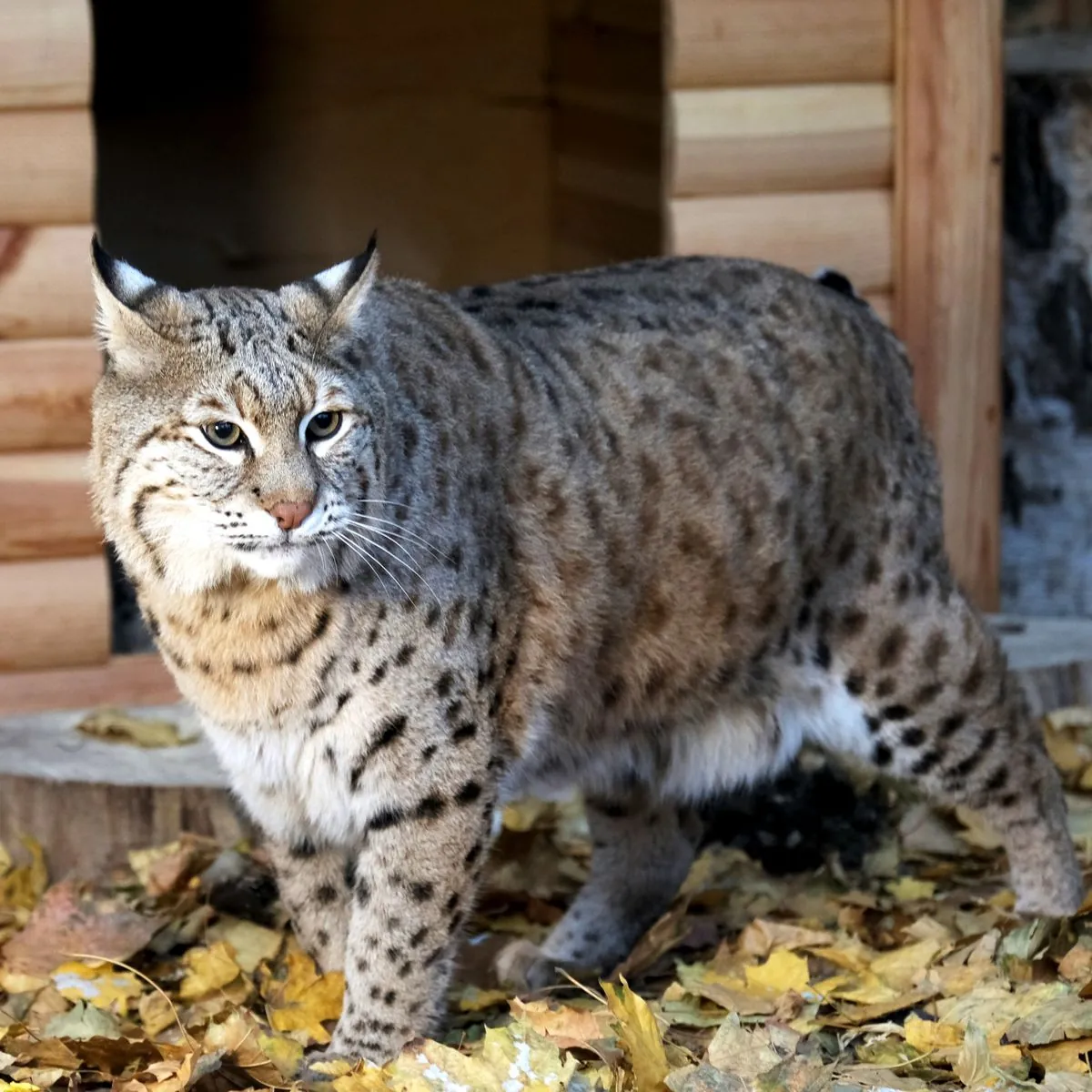 A lynx named Stepan was given to Kyiv Zoo for rehabilitation