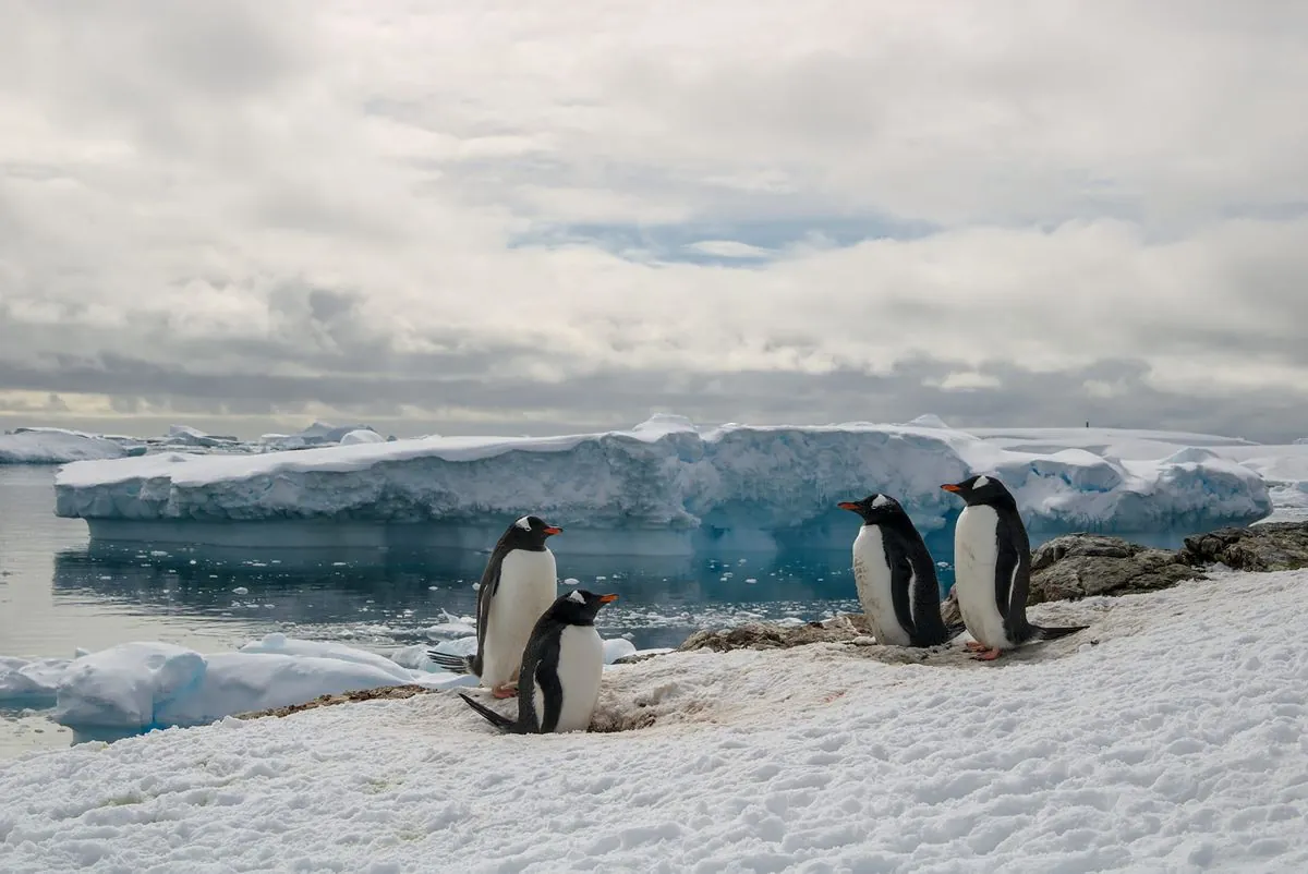 Baby boom in Ukrainian polar explorers: Penguins laid almost 1,800 eggs near the station