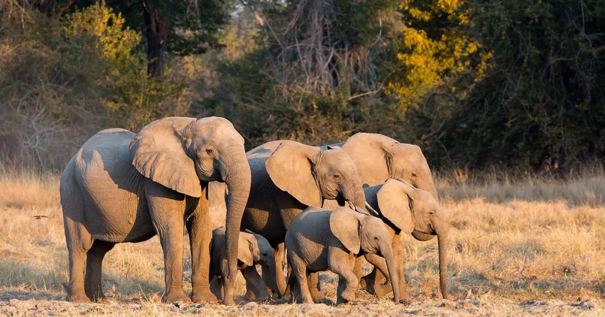 More than 350 elephants in Africa killed due to toxic water