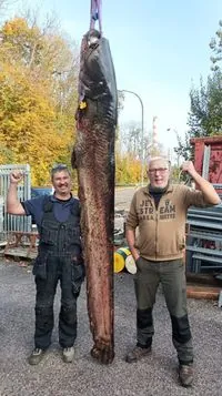 Catch of almost 100 kg: in Germany, fishermen caught a giant catfish