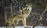 Europe weakens Wolf Protection: new hunting rules from 2025