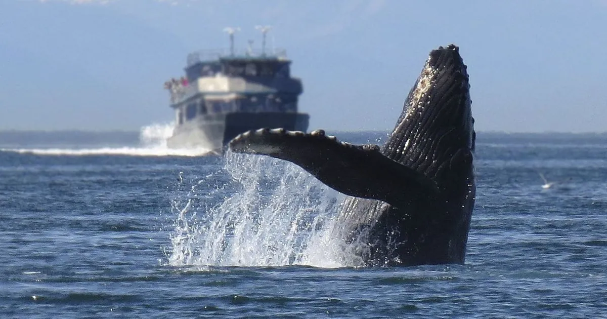 Iceland's government has granted permission for whale hunting until 2029