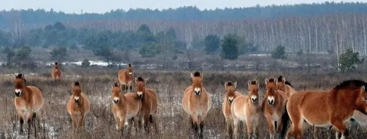 Chornobyl Biosphere Reserve boundaries changed: reason named