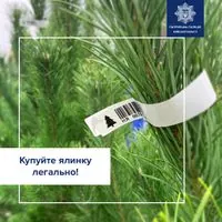 Where to buy a Christmas tree safely: the police gave advice