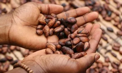 Cocoa beans overtake bitcoin to become the most profitable commodity of the year