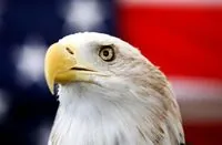 Bald eagle officially becomes the national bird of the United States after 242 years