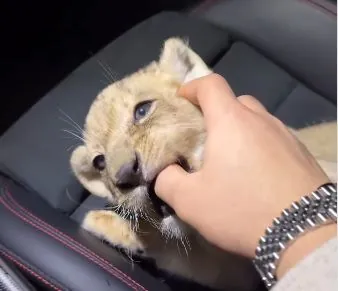 Rode a lion cub in a Porsche and posted a video on Instagram: 24-year-old Olympic champion gets into a scandal in Georgia