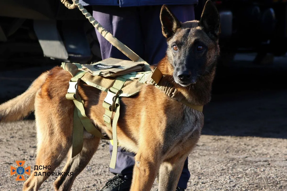 Після 9 років відданої служби у ДСНС: у Запоріжжі провели на “пенсію” службового пса-сапера Мастера