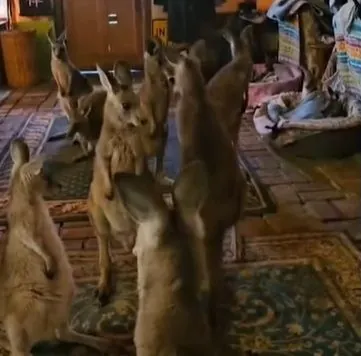 Australian woman shelters 20 kangaroos in her living room during wildfires