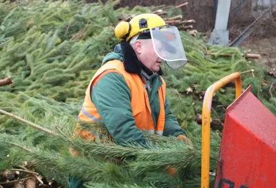 Where to take Christmas trees for recycling in Kyiv: 78 collection points have been opened