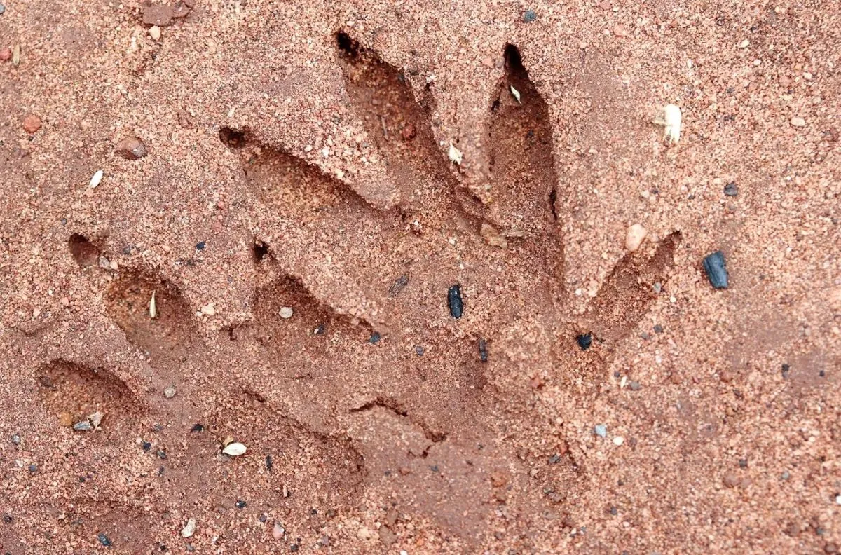 British scientists discover largest place to preserve dinosaur tracks - BBC