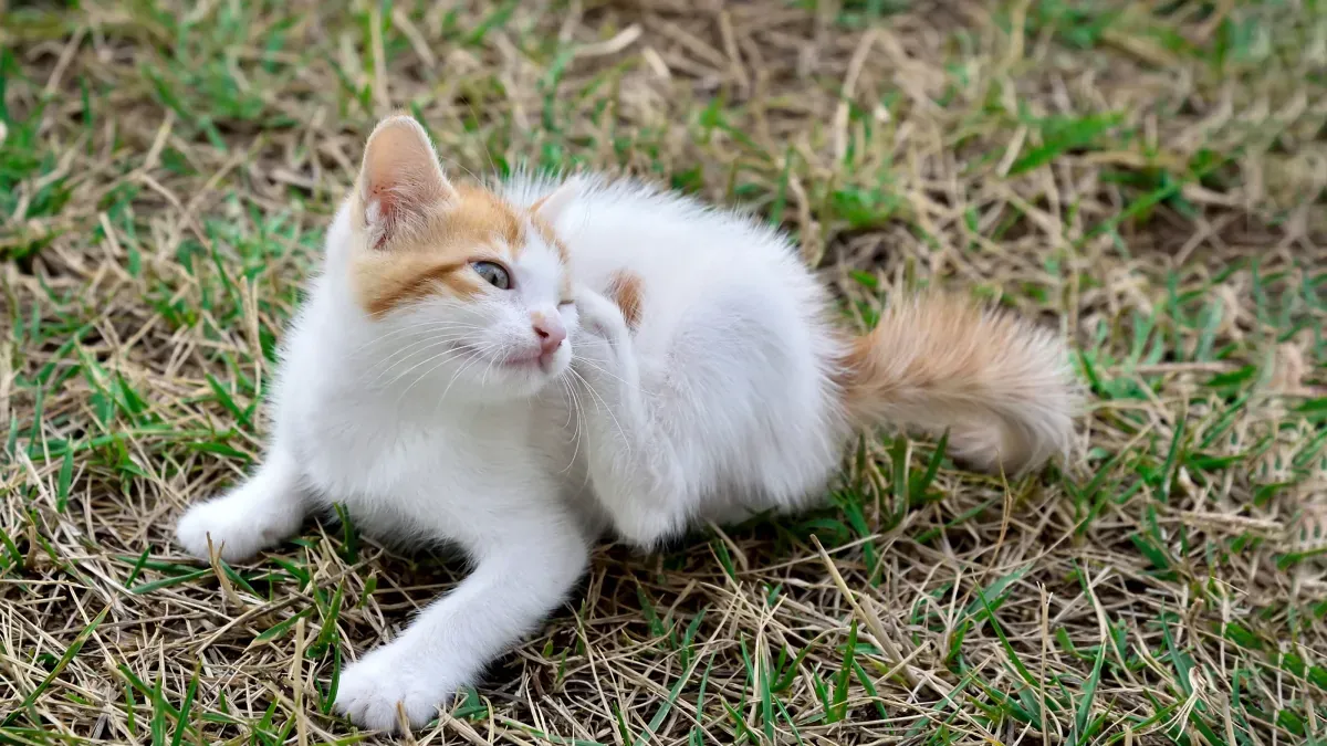 How to protect your cat from fleas