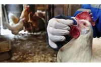 First death from bird flu in the US: what is known about the dangerous case