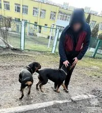 Dogs locked in a car for several days were found in Kyiv: the animals were rescued