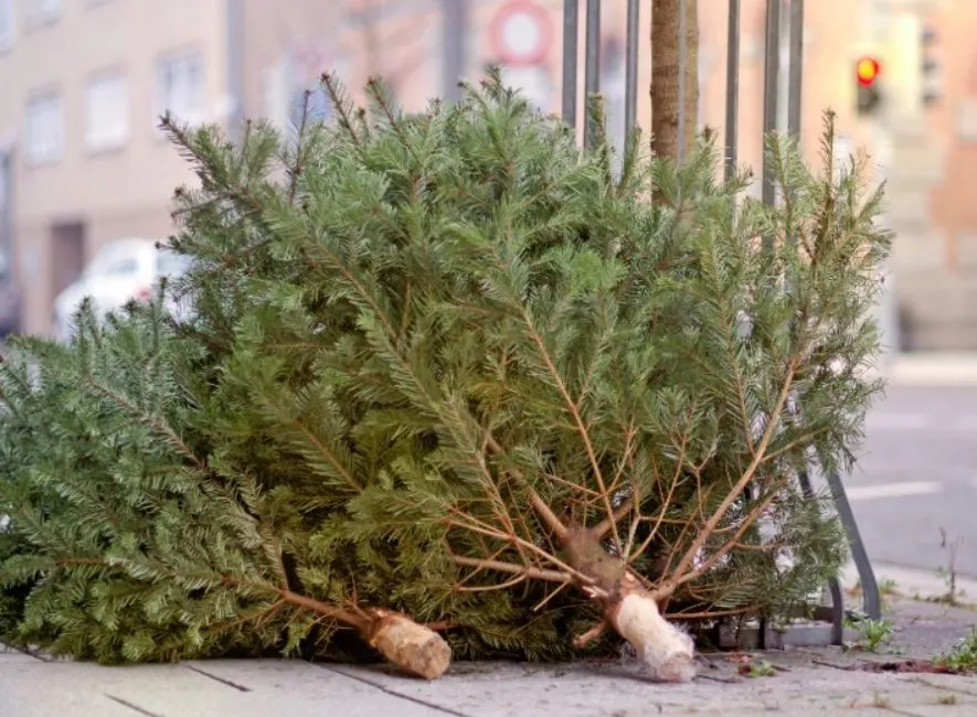 Christmas trees and pine trees collection points continue to operate in Kyiv