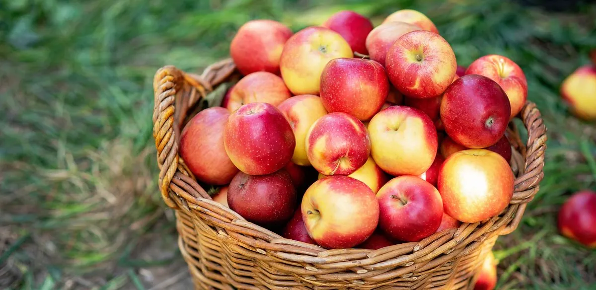 Record apple prices in Ukraine: why the growth continues Record apple prices in Ukraine: why the growth continues