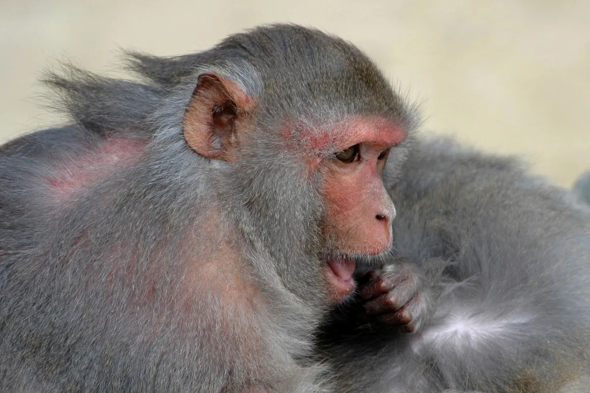 all-monkeys-were-caught-in-the-us-two-months-after-they-escaped-from-a-research-center