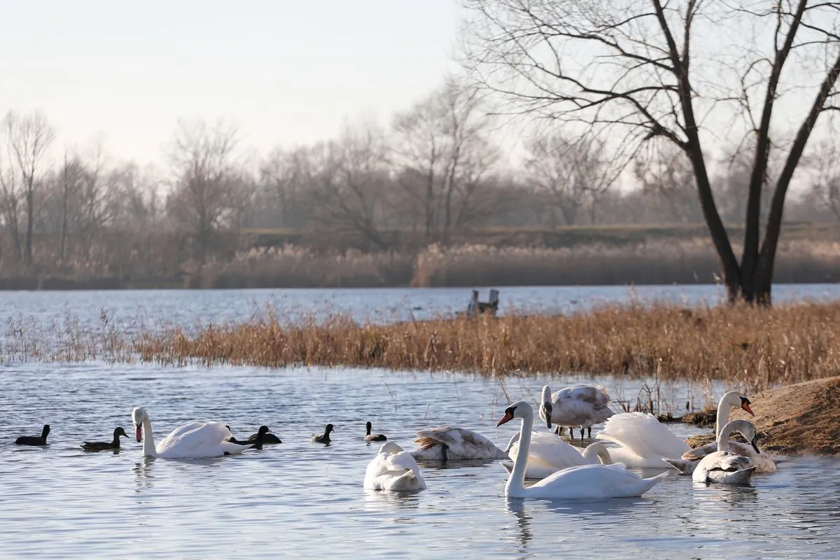 Mute swans return to water bodies in Khmelnytsky region Mute swans return to water bodies in Khmelnytsky region