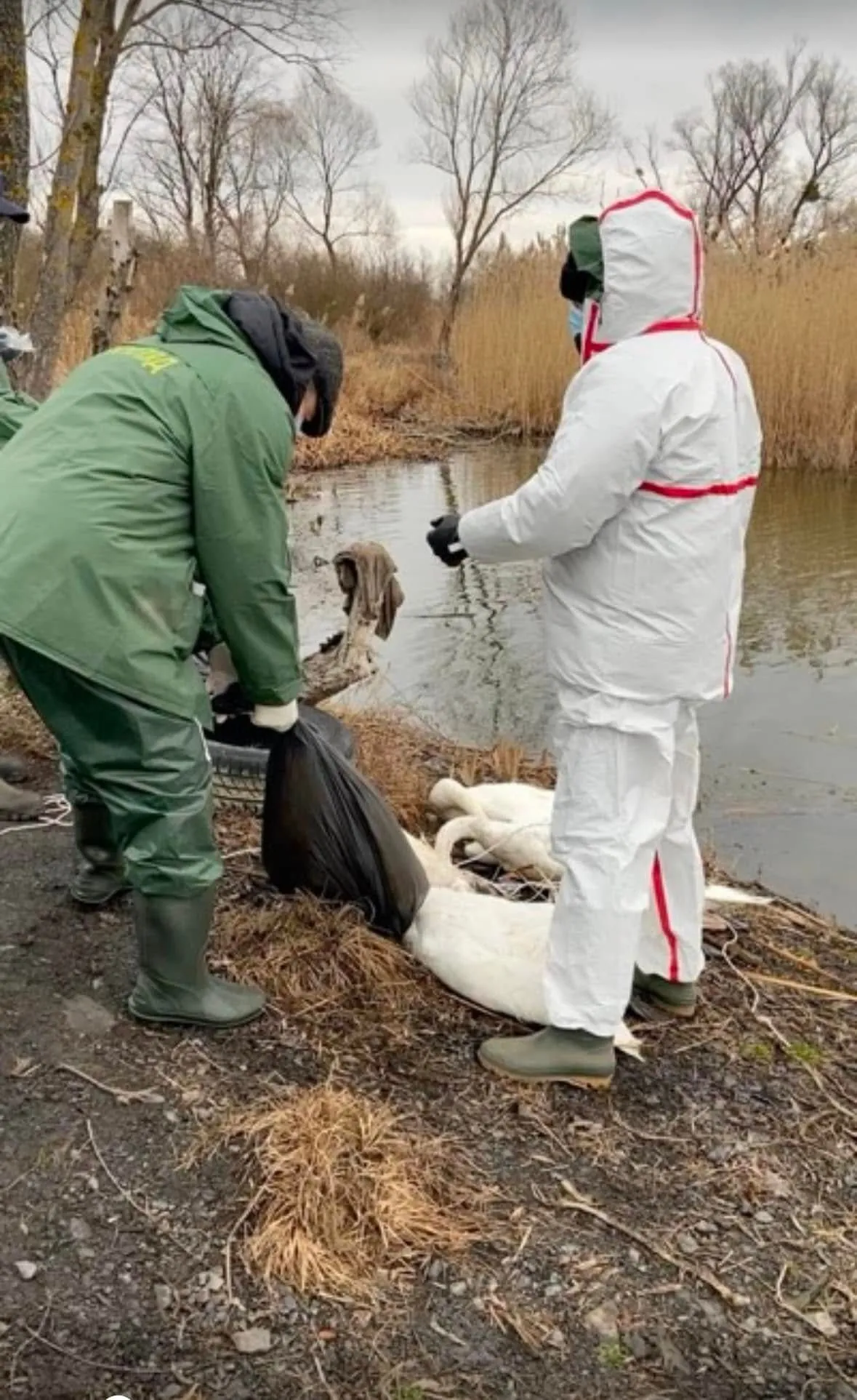 На Львівщині у заплавах річки виявлено 38 мертвих лебедів На Львівщині у заплавах річки виявлено 38 мертвих лебедів