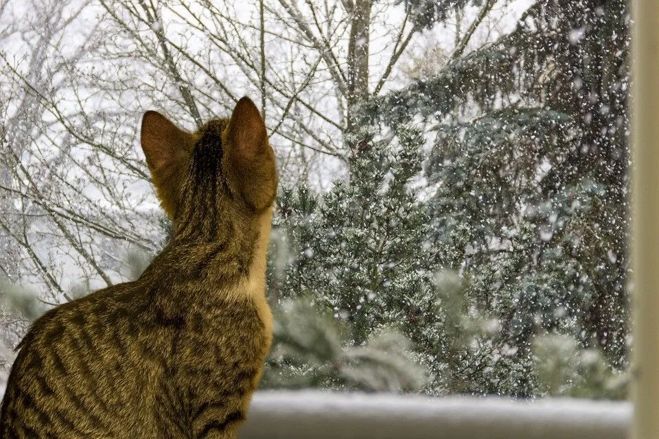 Light rains with snow: forecasters gave a forecast for February 2 Light rains with snow: forecasters gave a forecast for February 2