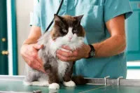 Doctor on trial in Italy for saving a cat