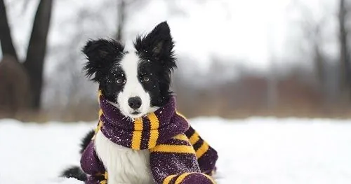 Frost will be in almost all of Ukraine: weather forecast for today Frost will be in almost all of Ukraine: weather forecast for today