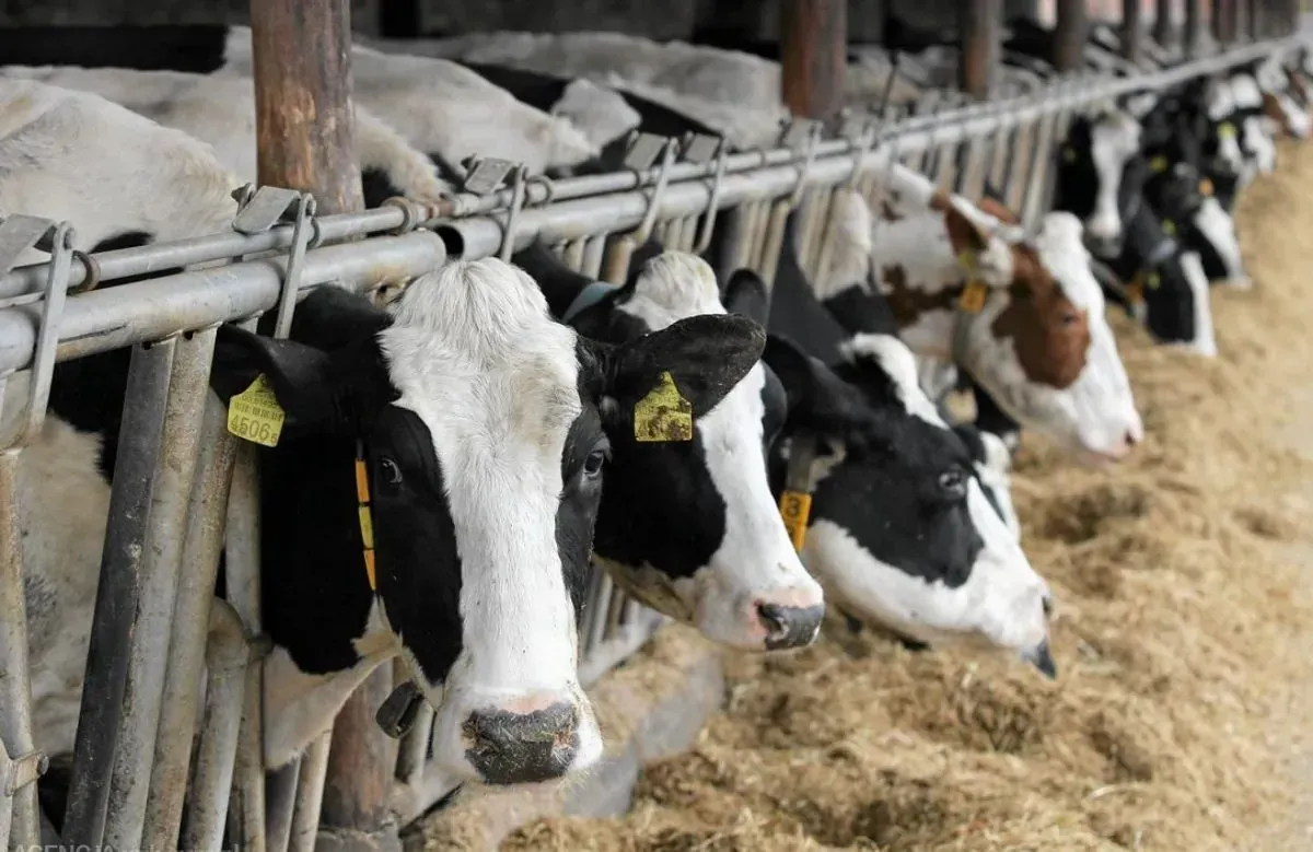 H5N1 avian influenza can spread between animals and humans without obvious signs - study