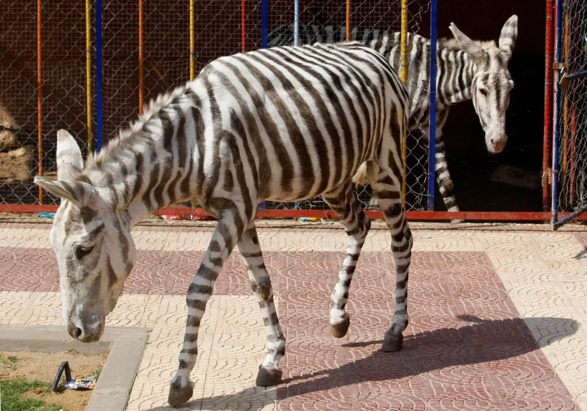 Chinese zoo “created” zebras from donkeys in an attempt to attract people