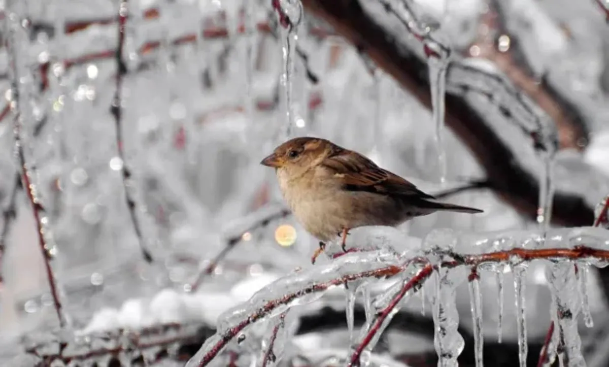 Frosts in Ukraine will get stronger: cold weather forecast for today