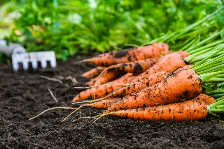Lunar sowing calendar for March 2025: when to plant vegetables and fruits Lunar sowing calendar for March 2025: when to plant vegetables and fruits