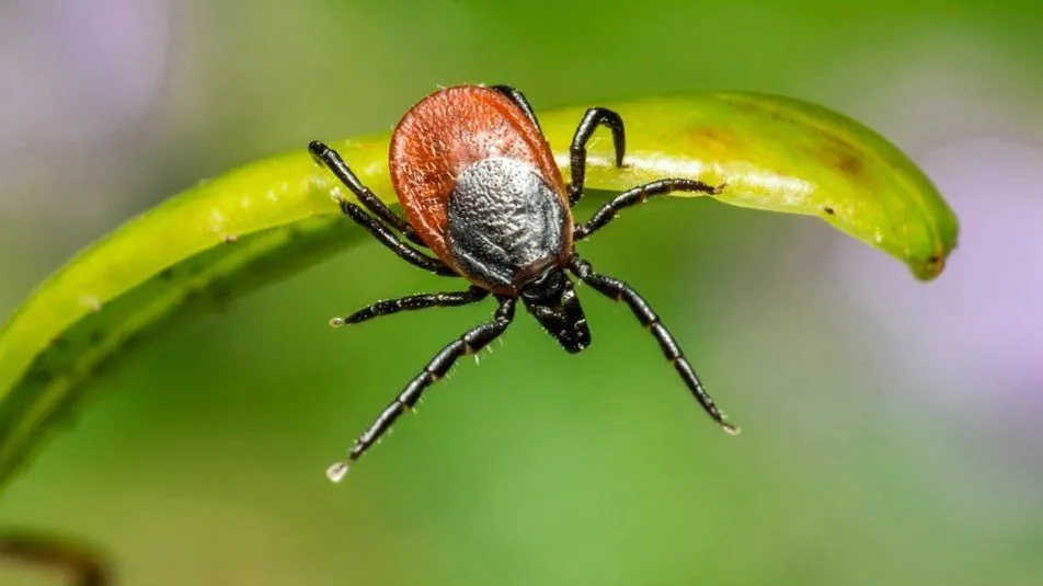 Tick season: the veterinarian gave advice on how to protect pets