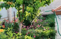 How to properly plant a fruit garden: tips