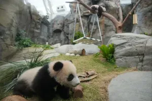 In Hong Kong, panda cubs met visitors for the first time together with their mother - a touching video
