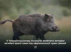 На Вінниччині зафіксовано випадок африканської чуми свиней