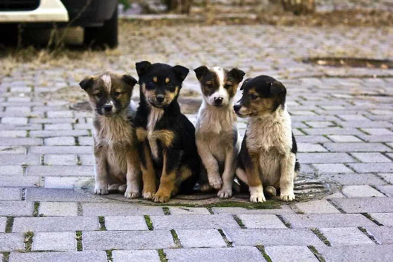 International Stray Animals Day, World Carrot Day: what else is celebrated on April 4