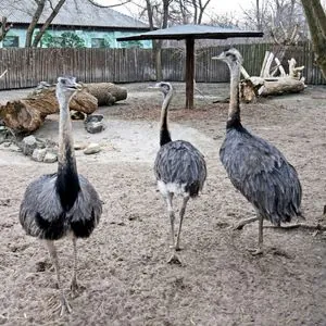 Today is Zoo Lover's Day: How zoos protect animals during the war in Ukraine