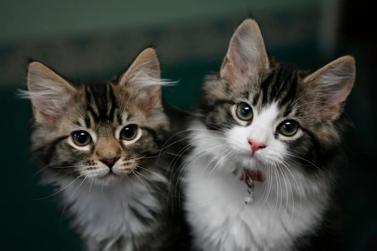 Pets can have the same psychological effect on people as marriage - research Pets can have the same psychological effect on people as marriage - research