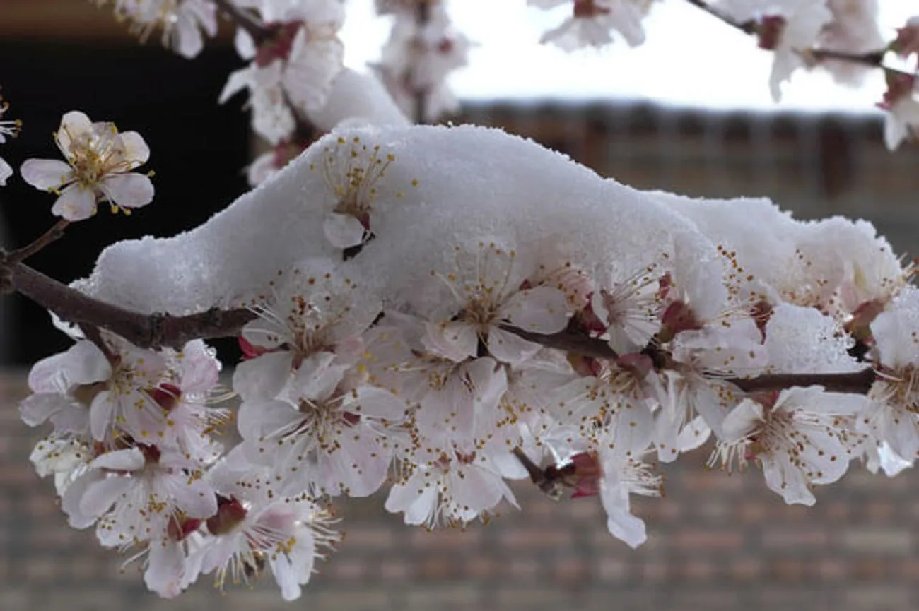 Spring frosts: expert told how bad weather can affect the harvest of fruit trees