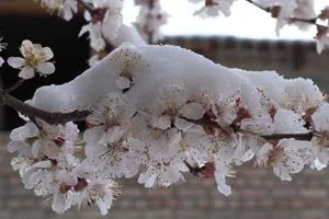 Spring frosts: expert told how bad weather can affect the harvest of fruit trees