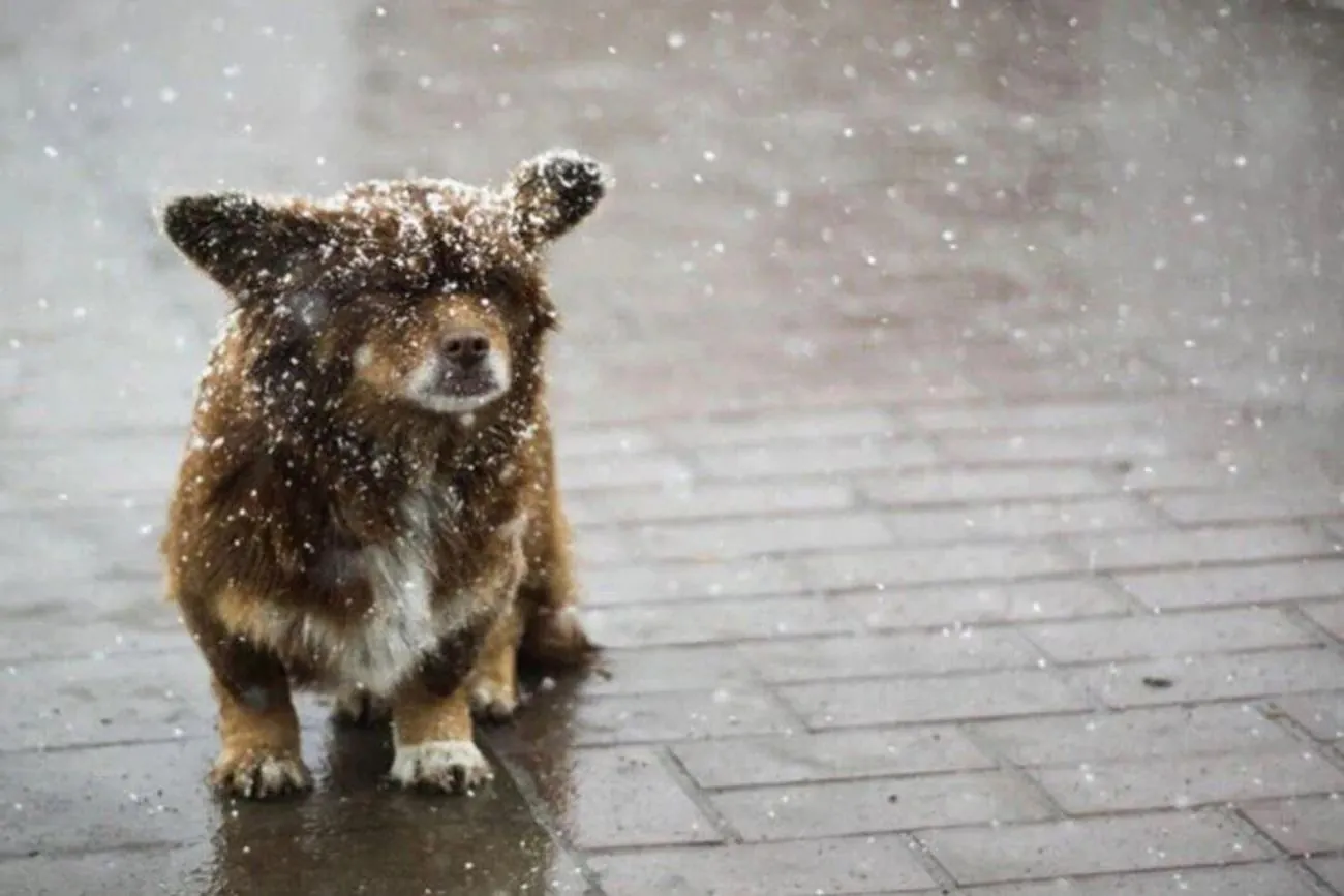 Wet snow, rain and ice are expected throughout Ukraine: Weather forecasters warn of worsening weather on April 10 Wet snow, rain and ice are expected throughout Ukraine: Weather forecasters warn of worsening weather on April 10