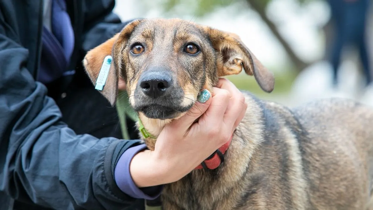 "Kyiv Digital" has a service to find homes for homeless animals "Kyiv Digital" has a service to find homes for homeless animals
